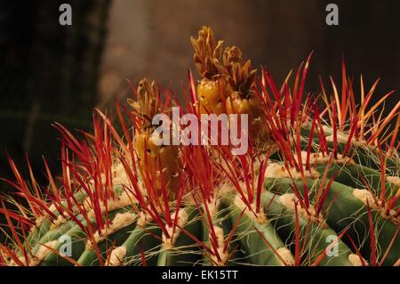 Au sommet d'un fruit Mexican Fire Barrel Cactus Carlsbad, Nouveau Mexique - USA Banque D'Images
