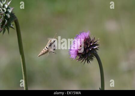 Espèce de Colibri venant à se nourrir d'un nouveau Mexique Thistle Banque D'Images