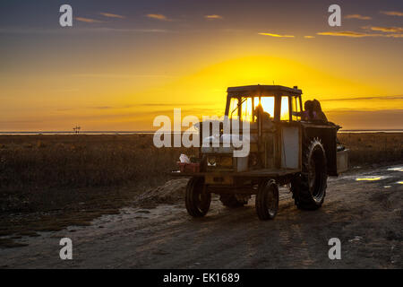 Southport, Merseyside, 4 Avril 2015. Le bateau-Shrimpers Lorry de Southport travaille sur les vastes sables. Southport a toujours eu une histoire de pêche, y compris la capture de crevettes, qui a été effectuée à Southport et dans les quartiers voisins depuis des siècles. On peut y trouver des références jusqu'à 1113 à la pêche dans la paroisse de North Meols. Des charrettes tirées par des chevaux ou des véhicules mécaniques chaluts derrière des bateaux, appelés ‘chanking’. Banque D'Images