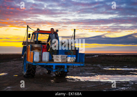 Southport, Merseyside, le 4 avril, 2015. John Rimmer un camion-voile de crevette de Southport travaille sur la grande exploitation des sables bitumineux. Southport a toujours eu une histoire de pêche, y compris la pêche de la crevette, qui a été effectuée à Southport et districts voisins pendant des siècles. Références pour il peut être trouvé aussi loin que 1113 pour la pêche dans la paroisse de North Meols. Chariots ou des véhicules mécaniques de chaluts derrière les bateaux, connu sous le nom de 'shanking'. Credit : Mar Photographics/Alamy Live News Banque D'Images