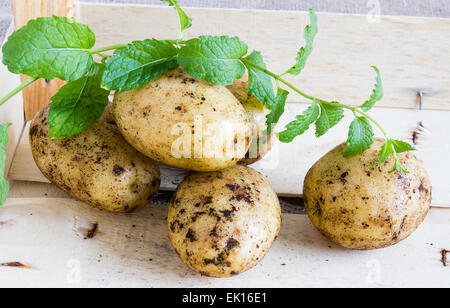 Petites pommes de terre nouvelles fraîches à la menthe en boîte de légumes en bois libre Banque D'Images