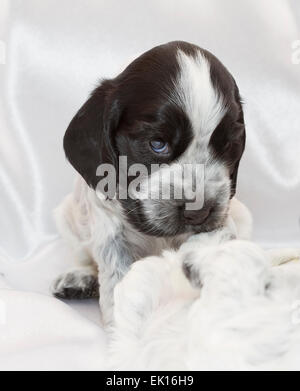 Cocker Anglais chiots dormir dans un tas. L'âge de trois semaines. Banque D'Images