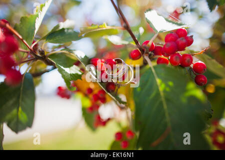 Les anneaux de mariage sur la floraison d'un arbre avec des baies de Rowan à l'automne. Selective focus Banque D'Images