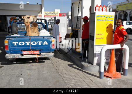 Camel en camionnette à la station de gaz, Sinaw, Oman Banque D'Images