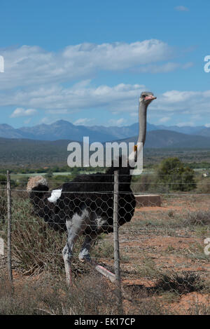 Homme Ostriche (Struthio camelus) exploitées pour la viande et des plumes sur une ferme commerciale à Oudtshoorn, Western Cape, Afrique du Sud Banque D'Images