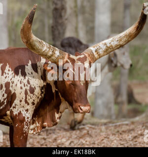 Un taureau Watusi pauses dans une forêt. Banque D'Images