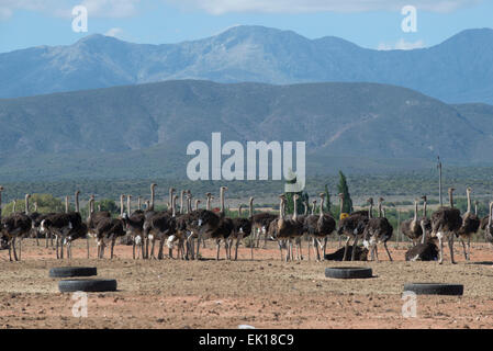 Les autruches (Struthio camelus) élevés pour leur viande et de plumes sur une ferme commerciale à Oudtshoorn, Western Cape, Afrique du Sud Banque D'Images