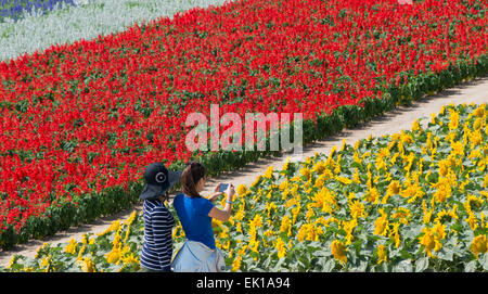 Les touristes à Lavender Farm, Furano, Hokkaido Prefecture, Japan Banque D'Images