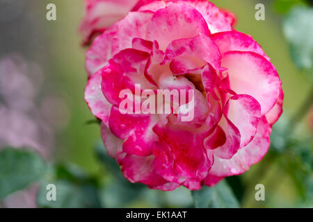 Rosa Jubile du Prince de Monaco, une rose Meilland Banque D'Images