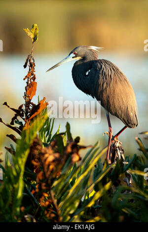 Aigrette tricolore - Green Cay Les zones humides, Boynton Beach, Floride USA Banque D'Images