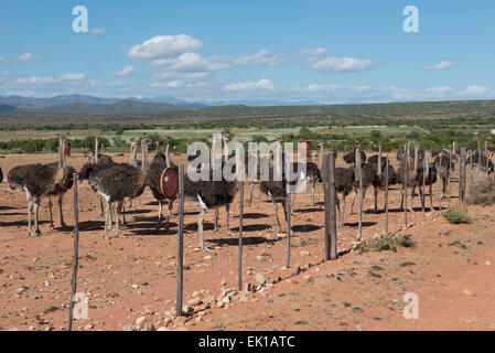 Les autruches (Struthio camelus) élevés pour leur viande et de plumes sur une ferme commerciale à Oudtshoorn, Western Cape, Afrique du Sud Banque D'Images