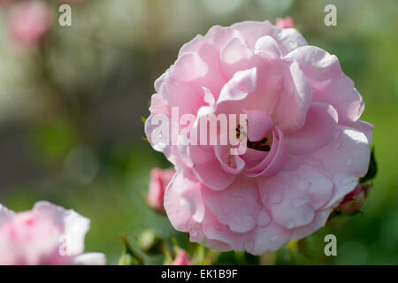 Rosa Rose Dame de l'aube Banque D'Images