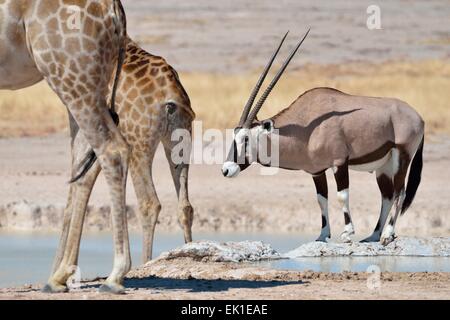 Deux girafes (Giraffa camelopardalis) avec un homme gemsbok (Oryx gazella), au point d'Etosha National Park, Namibie, Afrique Banque D'Images