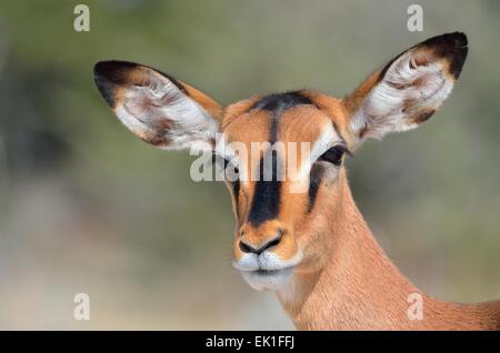 Black-faced Impala (Aepyceros melampus petersi), femelle adulte, Etosha National Park, Namibie, Afrique Banque D'Images