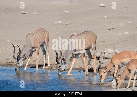 Le grand koudou (Tragelaphus) strepciceros,et d'impalas à face noire (Aepyceros melampus petersi), de boire, d'Etosha, Namibie, Afrique Banque D'Images