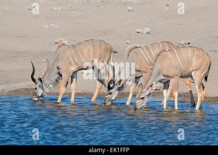 Le grand koudou (Tragelaphus strepciceros), deux hommes et une femme, l'alcool à Waterhole, Etosha National Park, Namibie, Afrique Banque D'Images