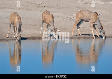 Le grand koudou (Tragelaphus strepciceros les femelles), de l'alcool à un étang, Etosha National Park, Namibie, Afrique Banque D'Images