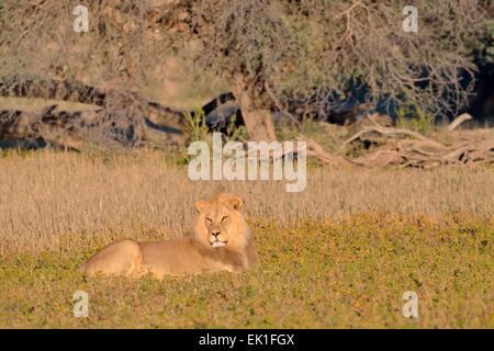 Lion (Panthera leo), homme, allongé dans l'herbe, dans la lumière du matin, Kgalagadi Transfrontier Park, Northern Cape, Afrique du Sud Banque D'Images