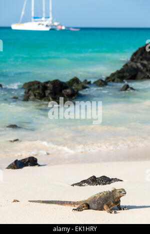 Iguane marin détente sur une plage de Santa Cruz, dans les îles Galapagos en Équateur en Banque D'Images