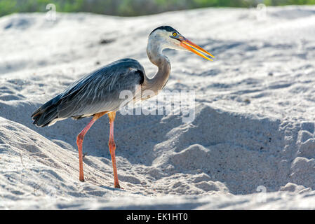 Grand Héron sur une plage de Santa Cruz, dans les îles Galapagos Banque D'Images