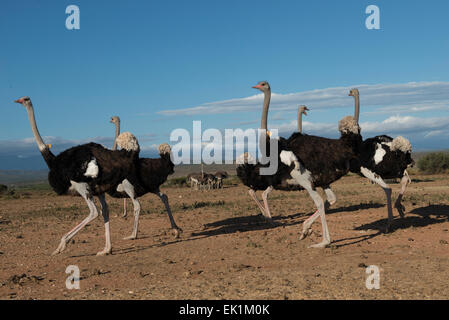 Les autruches (Struthio camelus) élevés pour leur viande et de plumes sur une ferme commerciale à Oudtshoorn, Western Cape, Afrique du Sud Banque D'Images