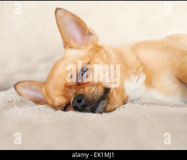 Chihuahua rouge couchage Chien sur fond beige. Libre. Banque D'Images