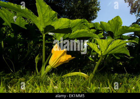 Fleur citrouille Banque D'Images