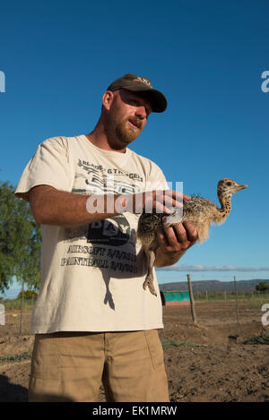 Farmer holding autruche autruche une chick (Struthio camelus), une ferme commerciale, Oudtshoorn, Western Cape, Afrique du Sud Banque D'Images