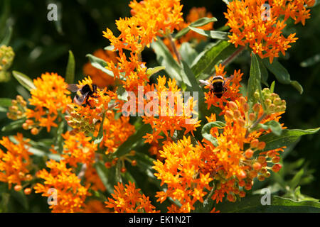 Asclepias tuberosa Banque D'Images