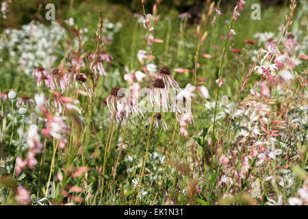 Echinacea pallida lindheimer gaura parmi les naturalistes - schéma de plantation Banque D'Images