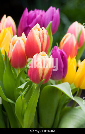 Un bouquet de tulipes colorées mélangées. Banque D'Images