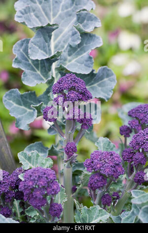 Brassica oleraceae. Purple Sprouting brocoli dans le potager. Banque D'Images