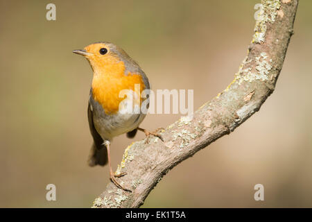 European Robin (Erithacus rubecula aux abords) perché sur branche. Le parc naturel de Collserola. La Catalogne. L'Espagne. Banque D'Images