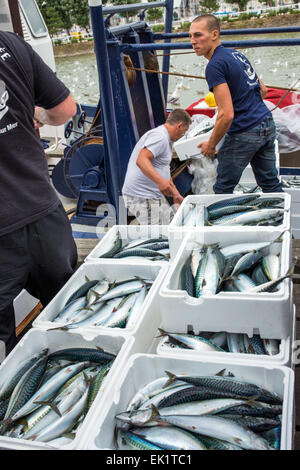 Poisson frais d'être débarqué et pesées sur quai de Trouville sur Mer, dans le Nord de la France, Europe Banque D'Images