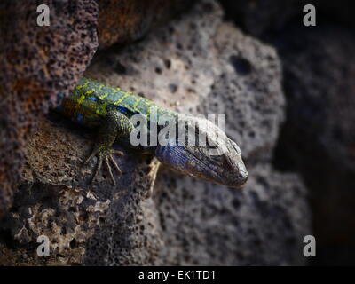 Espagne iles canaries Ténérife ou Gallotia galloti Lézard Banque D'Images