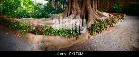Vieux Ficus macrophylla avec de longues racines solides à l'extérieur de la terre. Espagne iles canaries Ténérife puerto de la Cruz Botanic Garden Banque D'Images