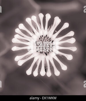 Monochrome blanc Oestoespermum Banque D'Images