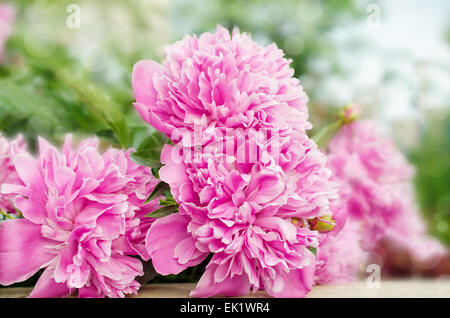 Grandes fleurs de pivoine Banque D'Images