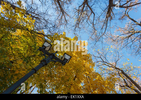 Les arbres d'automne automne Banque D'Images