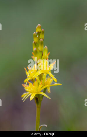 Bog Asphodel ; Narthecium ossifagum ; Fleur ; été ; UK Banque D'Images