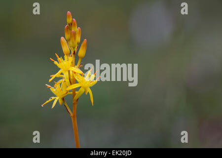 Bog Asphodel ; Narthecium ossifagum ; Fleur ; été ; UK Banque D'Images