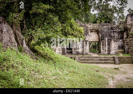 Palacio de las Acanaladuras, Tikal, Guatemala Banque D'Images