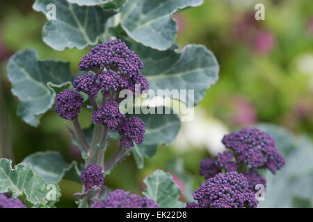 Early Purple Sprouting brocoli Banque D'Images