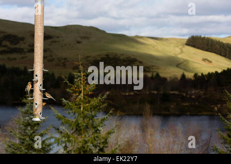 Ceredigion, pays de Galles, Royaume-Uni. Le 04 Avr, 2015. Météo France : Bwlch Nant yr Arian, le Pays de Galles. Pinsons (Fringilla coelebs) sur mangeoire à réserve RSPB. Crédit : Dave Stevenson/Alamy Live News Banque D'Images