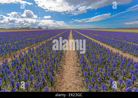 En temps de printemps il Pays-bas : grand angle de visualisation de la floraison, jacinthes bleues Voorhout, Hollande-du-Sud. Banque D'Images