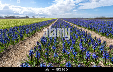 Champs de tulipes au printemps : vue panoramique de blanc et de bleu jacinthes, Voorhout, Hollande méridionale, Pays-Bas. Banque D'Images