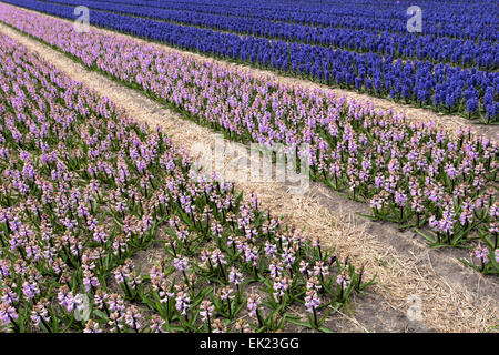 Printemps : interminables rangées de jacinthes roses et bleus, la floraison à Voorhout, Hollande méridionale, Pays-Bas. Banque D'Images