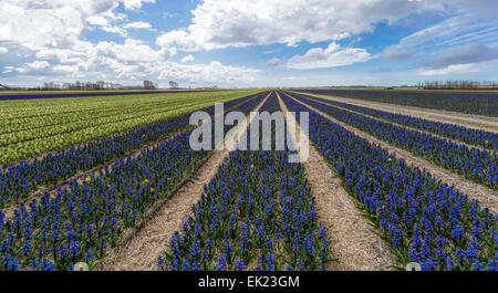 Champs de tulipes au printemps : grand angle de visualisation des jacinthes bleues( Asparagacées ), Voorhout, Hollande méridionale, Pays-Bas. Banque D'Images