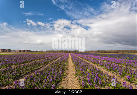 Champs de tulipes au printemps : grand angle de visualisation des jacinthes mauve( Asparagacées ), Voorhout, Hollande méridionale, Pays-Bas. Banque D'Images