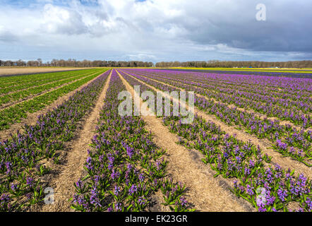 Champs de tulipes au printemps : grand angle de visualisation des jacinthes mauve( Asparagacées ), Voorhout, Hollande méridionale, Pays-Bas. Banque D'Images